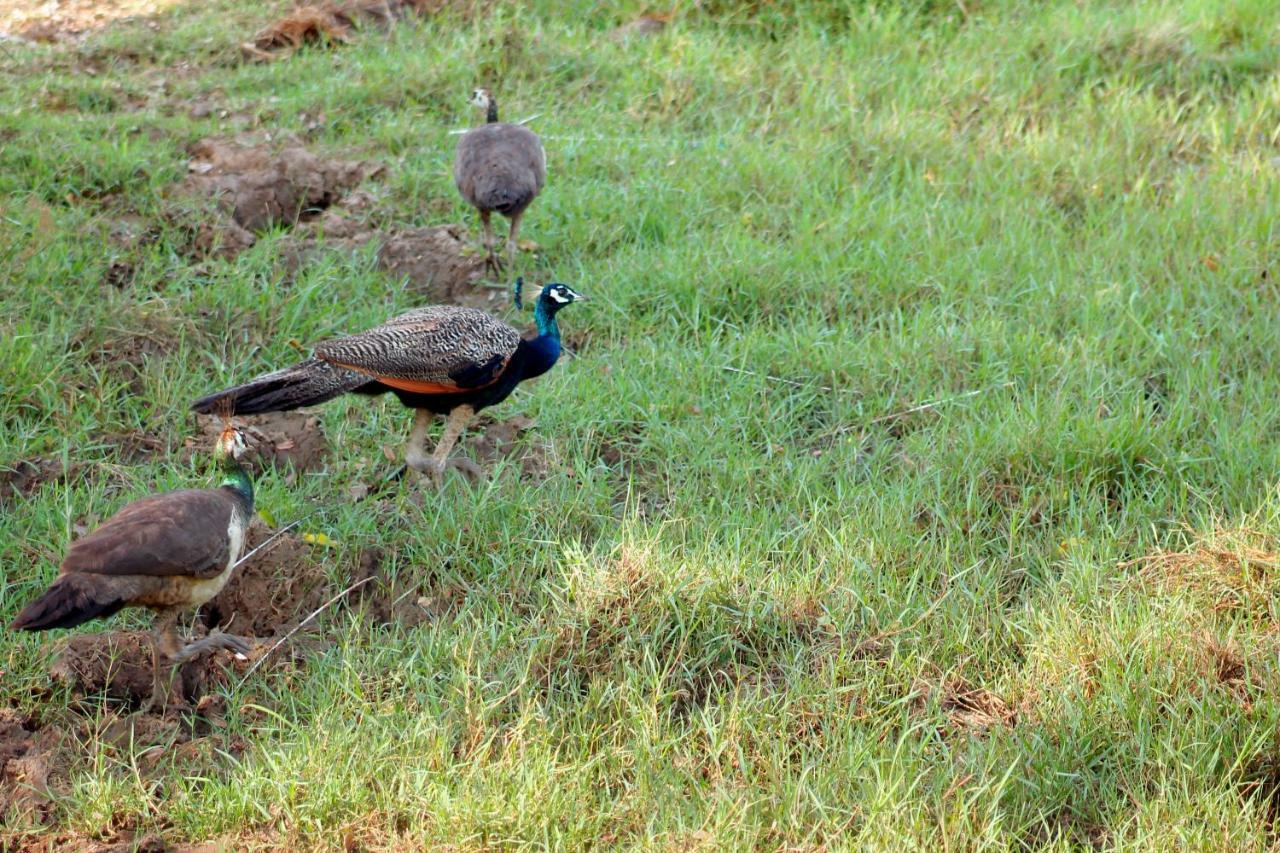 Wasgamu Safari Lodge Wasgamuwa エクステリア 写真