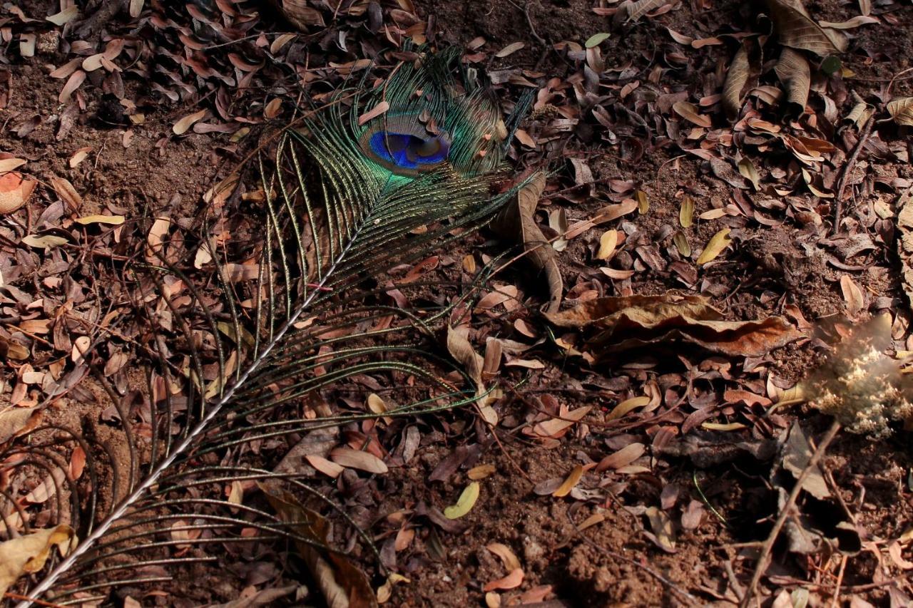 Wasgamu Safari Lodge Wasgamuwa エクステリア 写真