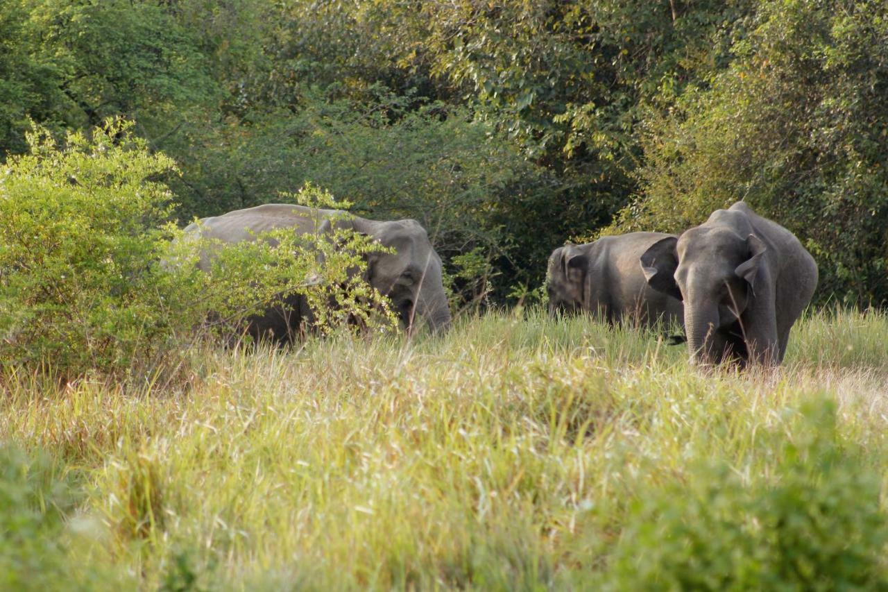 Wasgamu Safari Lodge Wasgamuwa エクステリア 写真