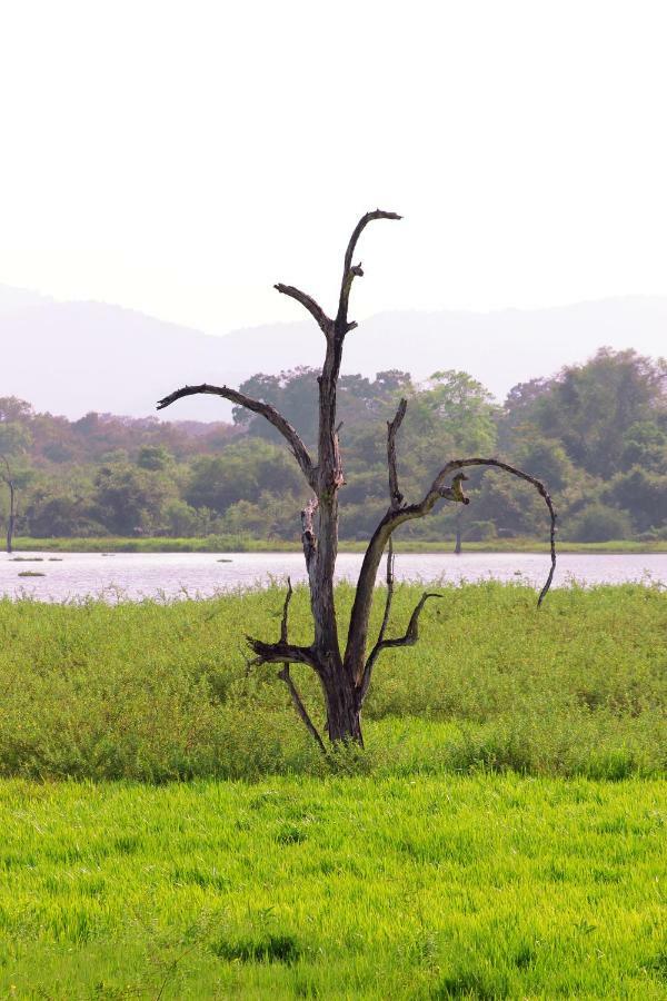 Wasgamu Safari Lodge Wasgamuwa エクステリア 写真