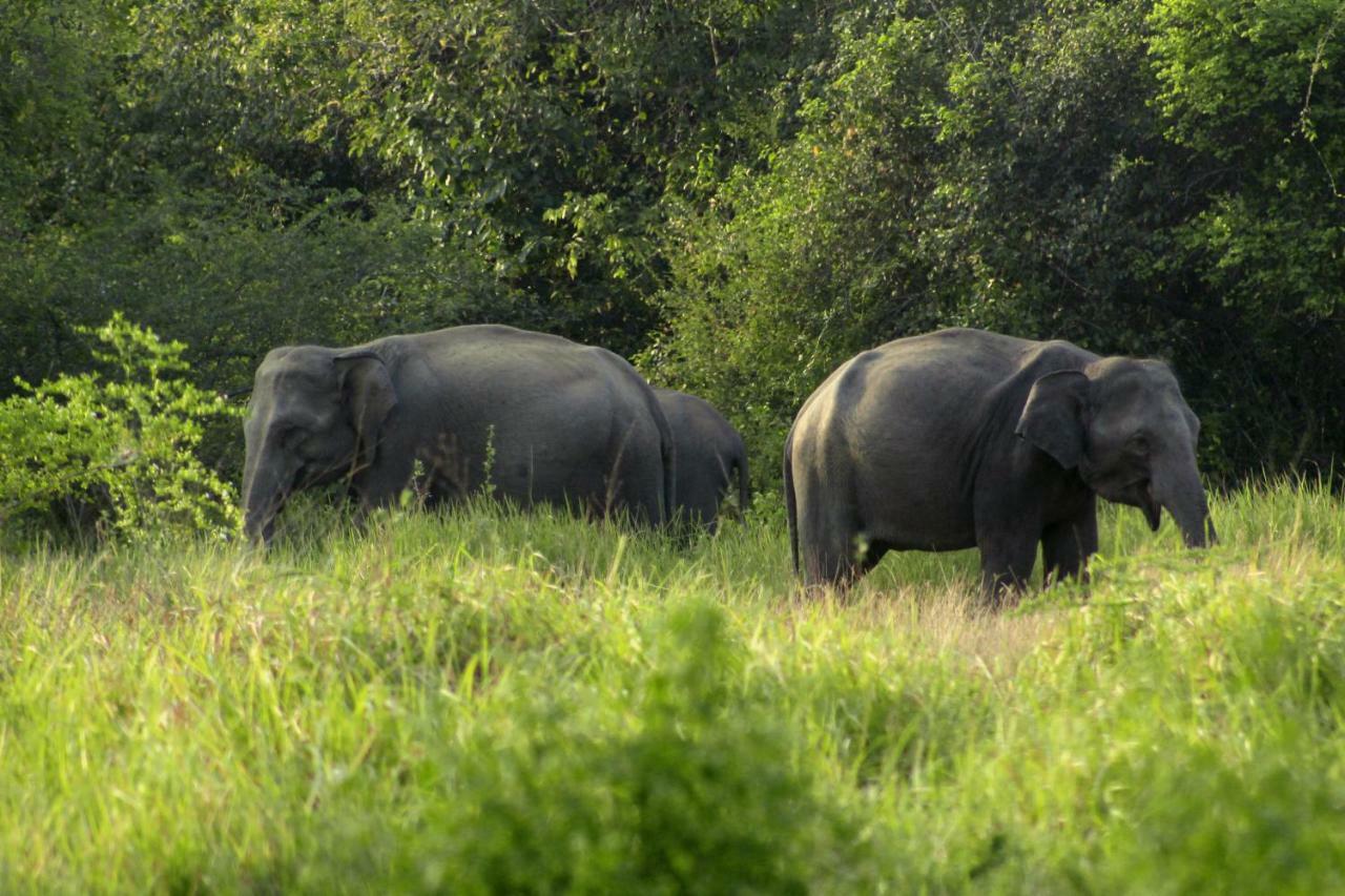 Wasgamu Safari Lodge Wasgamuwa エクステリア 写真