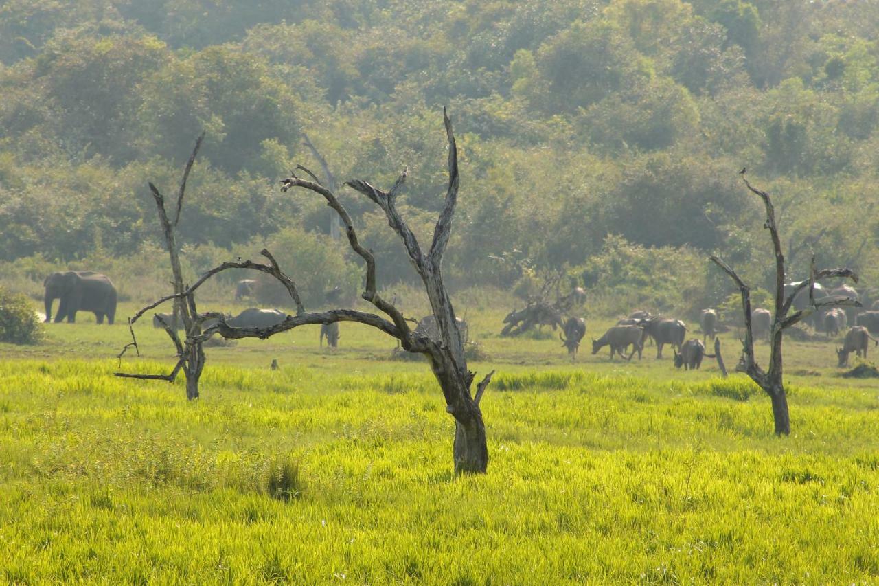 Wasgamu Safari Lodge Wasgamuwa エクステリア 写真