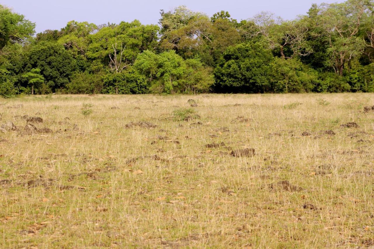 Wasgamu Safari Lodge Wasgamuwa エクステリア 写真