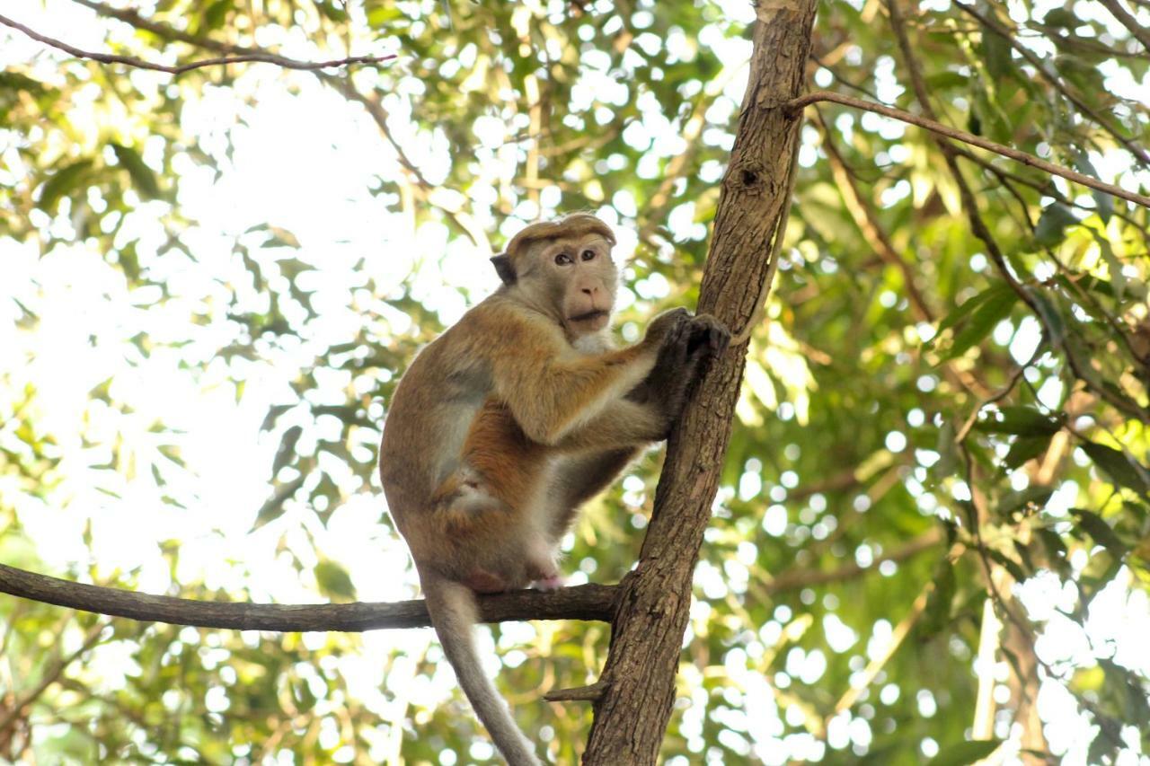 Wasgamu Safari Lodge Wasgamuwa エクステリア 写真