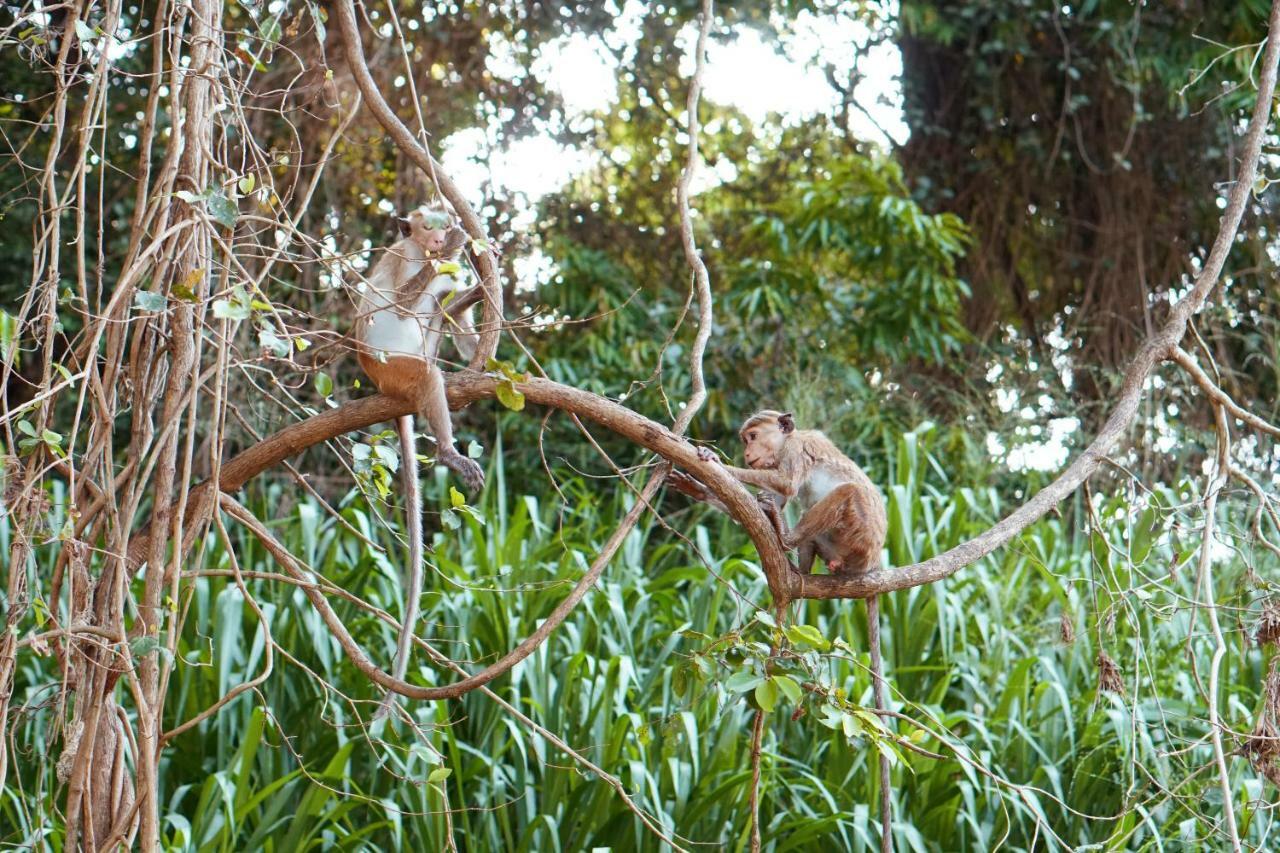 Wasgamu Safari Lodge Wasgamuwa エクステリア 写真