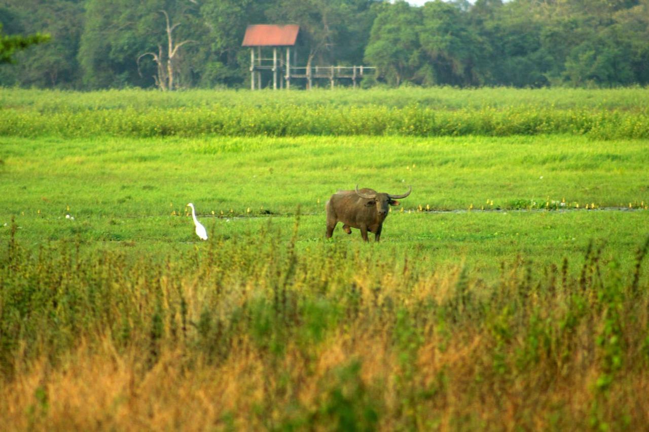 Wasgamu Safari Lodge Wasgamuwa エクステリア 写真
