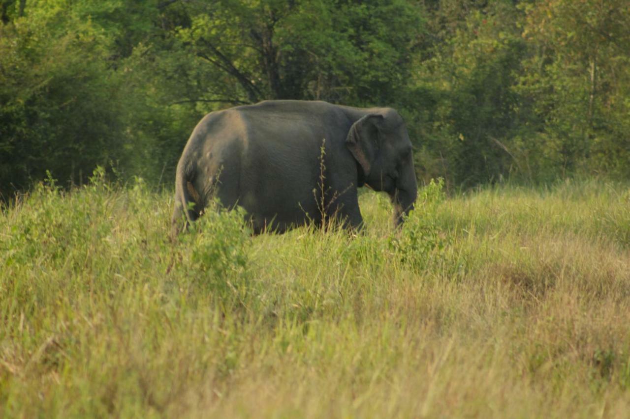 Wasgamu Safari Lodge Wasgamuwa エクステリア 写真