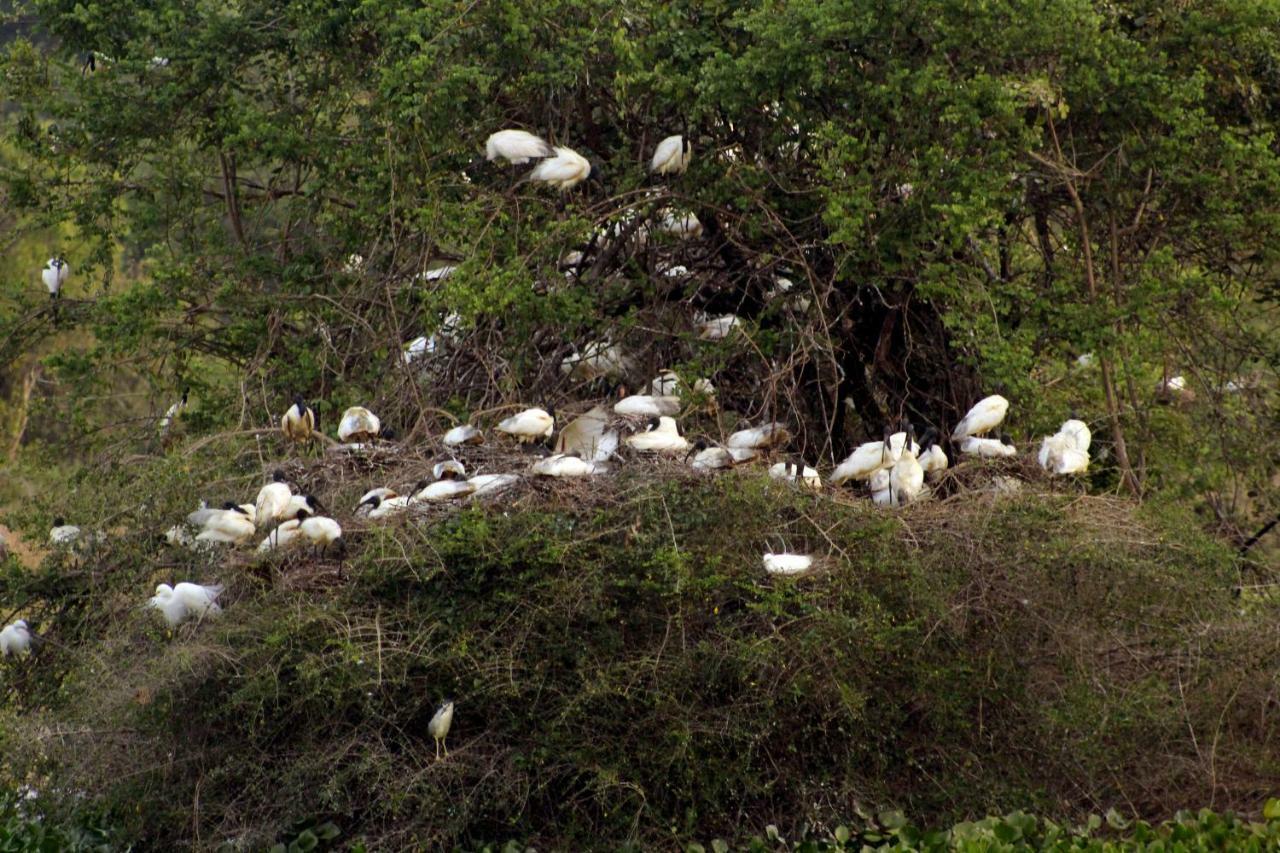 Wasgamu Safari Lodge Wasgamuwa エクステリア 写真
