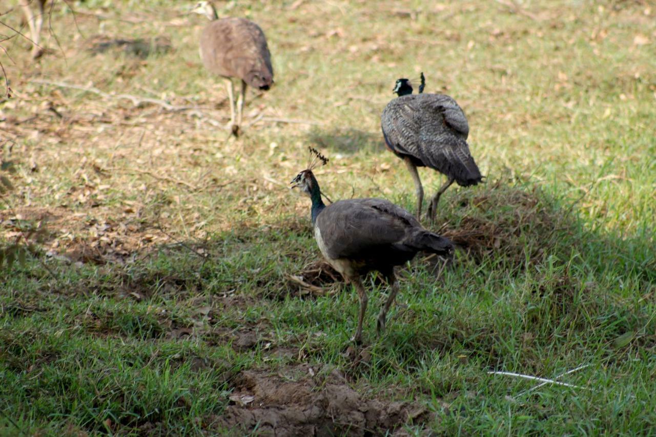 Wasgamu Safari Lodge Wasgamuwa エクステリア 写真