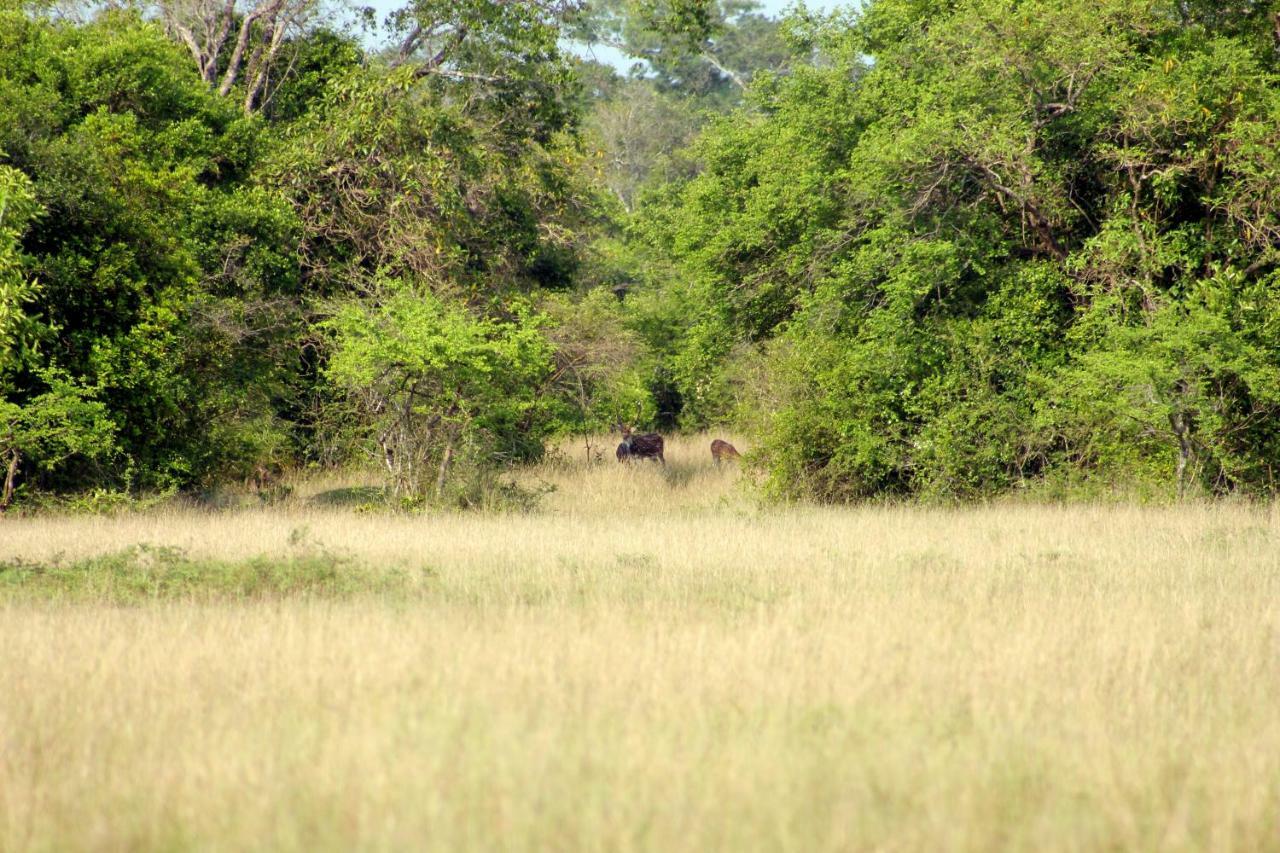 Wasgamu Safari Lodge Wasgamuwa エクステリア 写真