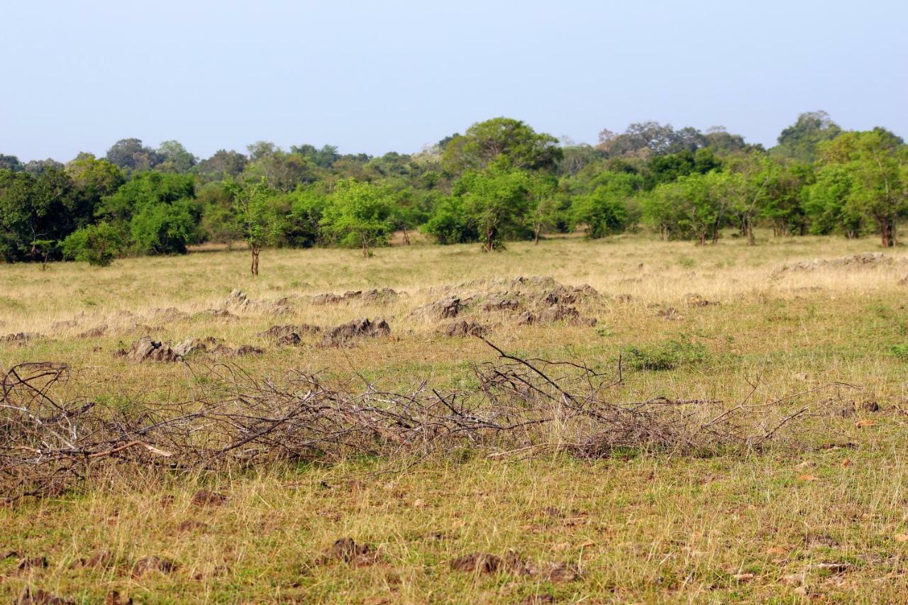 Wasgamu Safari Lodge Wasgamuwa エクステリア 写真