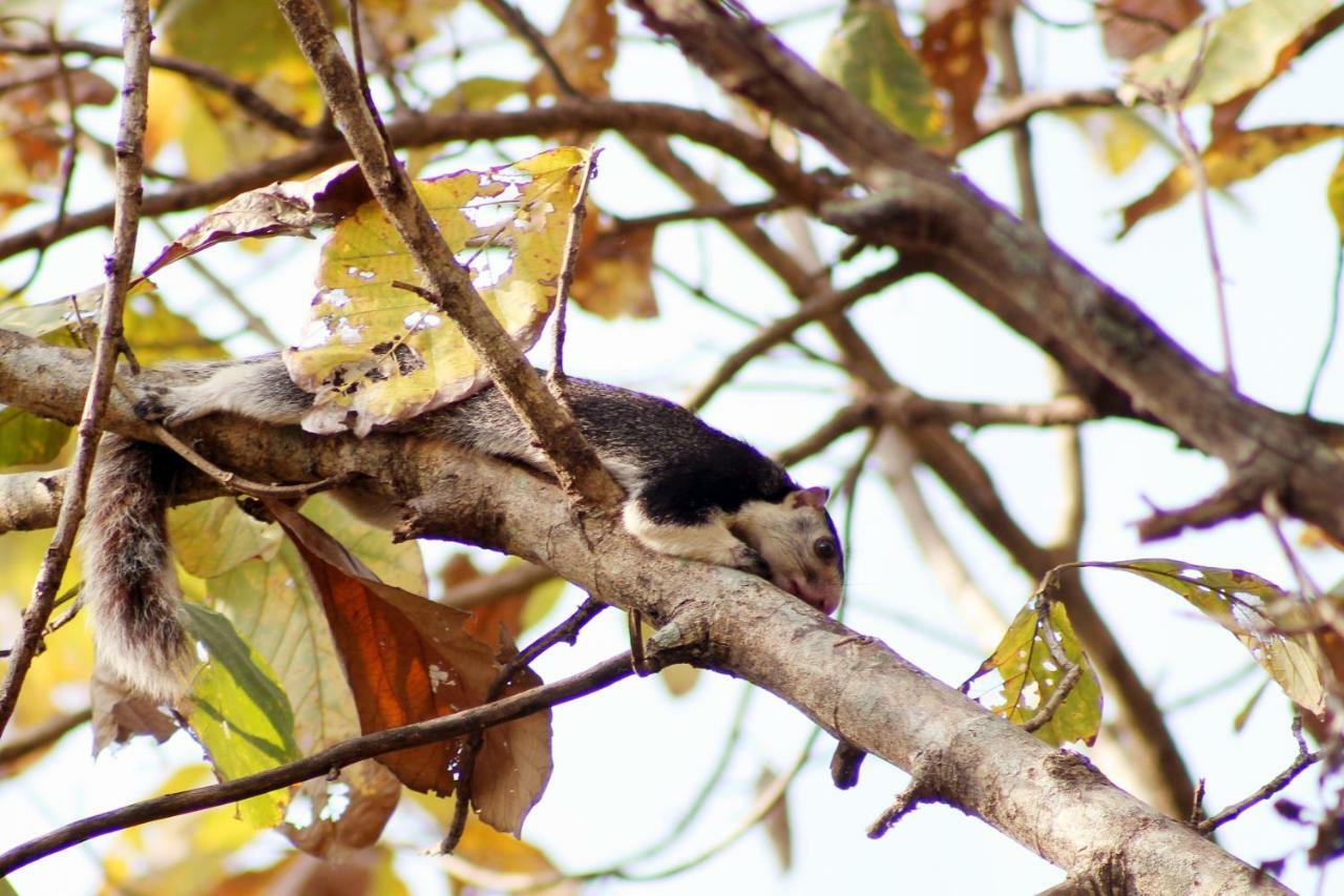 Wasgamu Safari Lodge Wasgamuwa エクステリア 写真